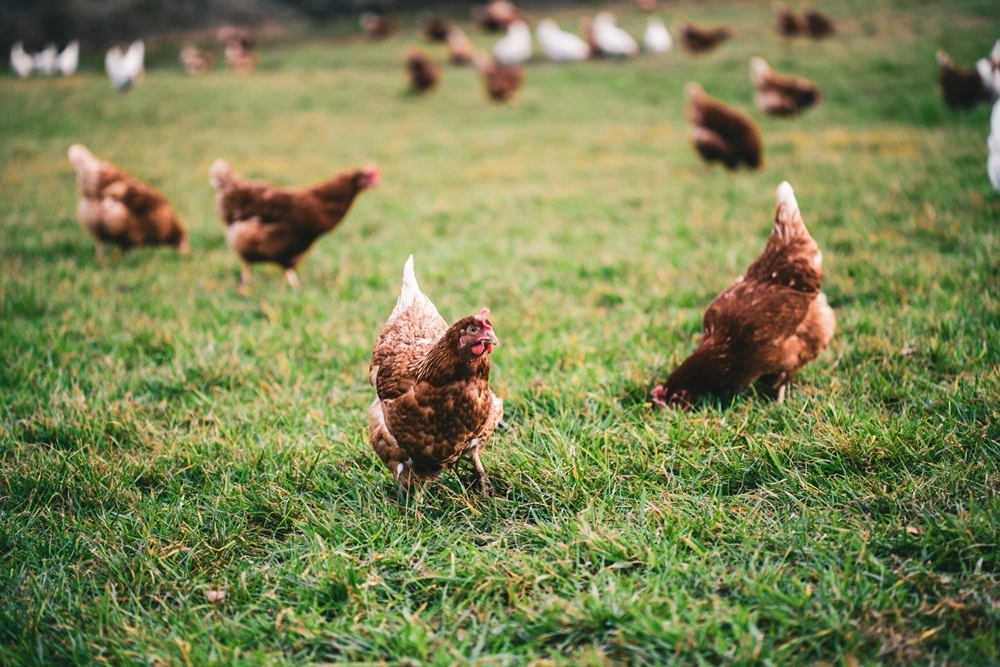 Hens Purchase & Collection